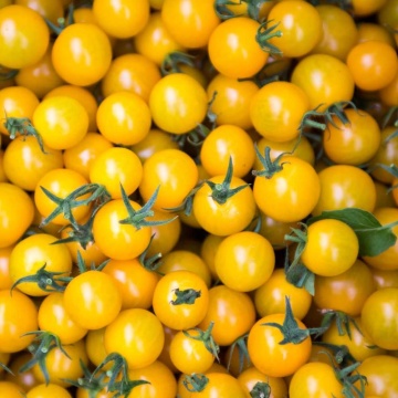 Ildi (60 seminte) tomate cherry galbene dulci, ciorchini numerosi, Seklos - Img 2