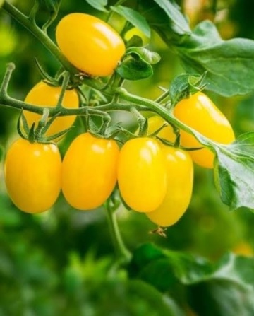 Ivorino F1 (500 seminte) rosii cherry-prunisoare galbene, semitimpurii nedeterminate, Syngenta - Img 1