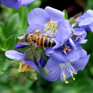 Jacob's Ladder (300 seminte) Valeriana Greceasca perena, flori albastre-violet, stamine galbene, Seklos - Img 6
