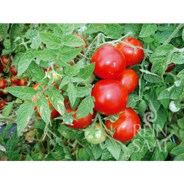 Jani BIO (30 seminte) tomate determinate extra-timpurii, rotund-plate, gust fructat, ReinSaat - Img 5