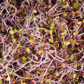 Kalarepa Czerwona - Gulie rosie (10 gr) seminte pentru germeni sau vlastari de Gulie rosie, Toraf - Img 2