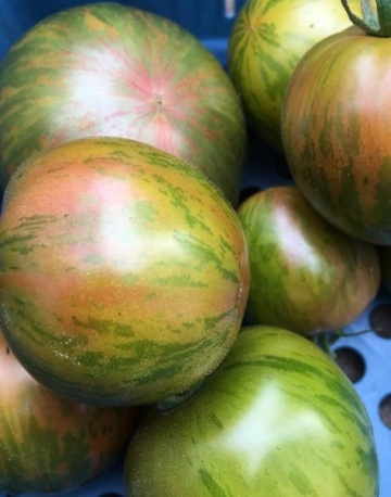 Kalypso BIO (25 seminte) tomate tigrate cu rosu-maroniu si verde, suculente, aciditate scazuta, aroma proaspata, ReinSaat