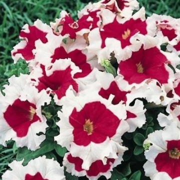 Karkulka (15 seminte) Petunia Grandiflora flori mari, franjurate, bicolore rosu-alb, Seklos - Img 4