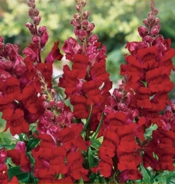 Karminowa (0.5 gr) seminte Gura Leului inalta, flori mari, rosu-carmin, Toraf - Img 2
