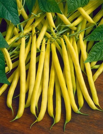 Krakuska (50 gr) seminte fasole oloaga, pastai galbene cilindrice foarte gustoase, soi polonez, PlantiCo