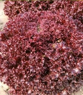 Lea (5000 seminte) drajate de salata tip Lollo Rosa cu frunze crete de culoare rosu inchis si capatana de dimensiuni mari pretabila a fi cultivata de primavara pana toamna in camp si solarii, Enza Zaden