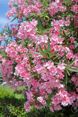 Leandru (50 seminte) Oleander - Nerium oleander, flori roz intens, inflorire indelungata, Saflax - Img 2