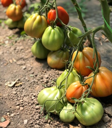 Levante F1 (100 seminte) tomate crestere nedeterminata de tip inima de bou, cu fructe mari de culoare rosu intens, Seminis - Img 3