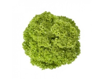 Limeira (1000 seminte) drajate de salata creata tip lollo ce se poate cultiva pe tot parcursul anului in spatii protejate cu frunze de culoare verde inchis fiind crete si crocante fara a emite tija florala, Rijk Zwaan