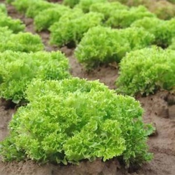Lollo Bionda (700 seminte) salata verde creata, soi semi-timpuriu, Seklos - Img 3