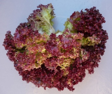 Lollo Rossa (5000 seminte drajate) salata creata rosie, soi timpuriu, potrivita pentru toate sezoanele, Profit Seeds - Img 2