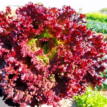 Lollo Rossa BIO (700 seminte) salata creata rosie BIO, soi semi-timpuriu, Seklos