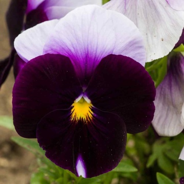 Lord Beaconsfield (220 seminte) Panselute flori violet-alb, Seklos - Img 1
