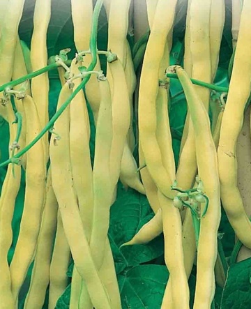 Luiza (500 gr) seminte fasole oloaga, pastai galbene cilindrice, soi rezistent si productiv, PlantiCo