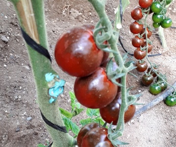Luther F1 (10 seminte) tomate cherry exotice nedeterminate, productive, rezistente la crapare, Seklos - Img 3