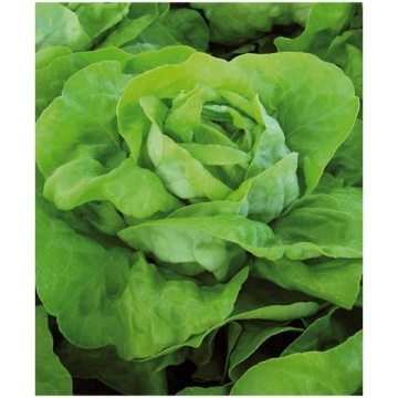 Mafalda (10.000 seminte) de salata verde extratimpurie 550 - 600 grame ce se caracterizeaza prin rezistenta si vigurozitate ridicata, Nunhems - Img 2