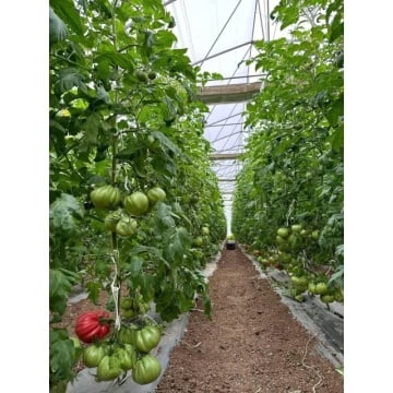 MamiPink F1 (100 seminte) tomate nedeterminate, tip inima de bou roz, Enza Zaden - Img 6