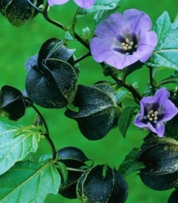 Mar de Peru, Floare Felinar (100 seminte) Apple of Peru - Nicandra Physaloides, flori clopotei albastri, fructe decorative, Saflax - Img 5