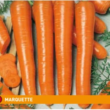 Marquette (500 gr) seminte de morcovi tip Nantes cu perioada de vegetatie de 110-120 zile ce se remarca prin calitate uniformitate si randament foarte bun, Semo Cehia