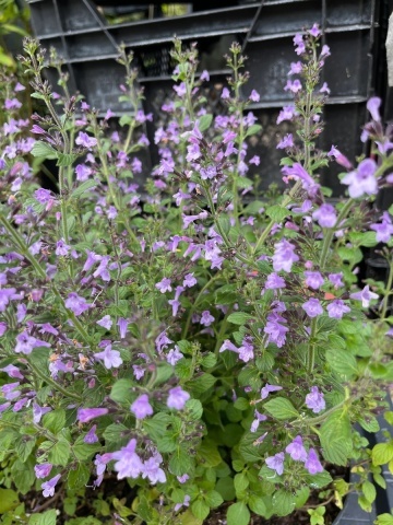 Marvelette Blue FSN (30 seminte) Calamint, Menta Mica, aromatica si decorativa, flori albastre, Seklos - Img 2