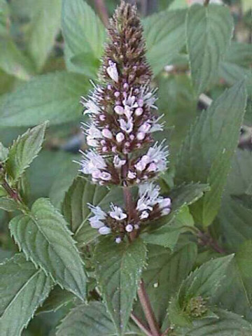 Menta Chocolate Mint (in ghiveci de 1 L), rasad de planta aromatica Mentha piperita citrata Chocolate Mint cu aroma combinata de menta, citrice si ciocolata - Img 3