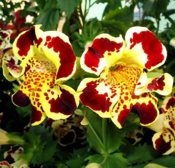 Mimulus (120 seminte) planta perena, diferite culori, Agrosem - Img 2