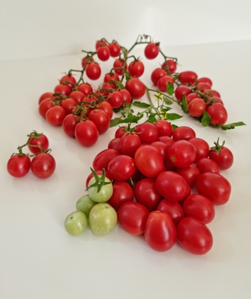 Mini Miss (60 seminte) rosii cherry de culoare roz intens, soi nou de rosii cherry foarte atractiv, IZK Maritsa - Img 3