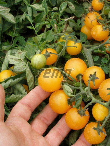 Minigold (50 seminte) de rosii cherry galbene cu fructe rotunde si delicioase, Seklos - Img 2