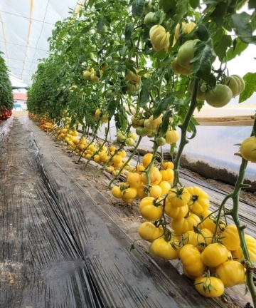 Monte Yellow F1 (250 seminte) tomate nedeterminate, fructe mari galbene, costate, gust deosebit, Fito Semillas