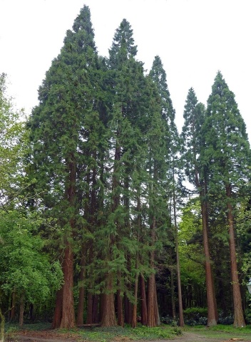 Mountain Sequoia (50 seminte) California Giant Redwood - Sequoiadendron gigantea, copac gigant, cel mai voluminos copac de pe planeta, Saflax - Img 2