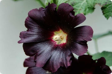 Nalba de Gradina Neagra (100 seminte) Black Hollyhock - Alcea Rosea Nigra, flori mari rosu inchis-negre, Saflax - Img 7