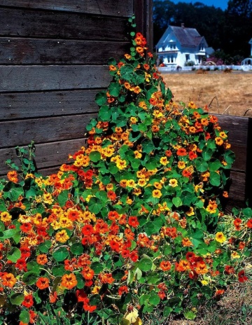 Nasturtium Splitfire (35 seminte) Condurul Doamnei urcator, amestec de culori, inflorire abundenta, Seklos - Img 3