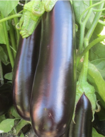 Nite Lady F1 ( 40 seminte) de vinete cu greutate medie de 250-300 gr, perioada lunga de recoltare si pastrare, Prima Sementi