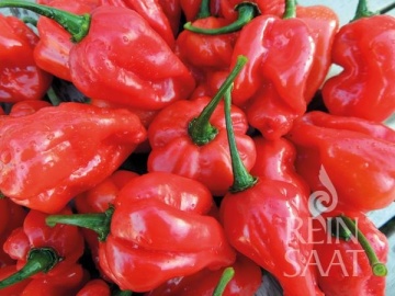 NuMex Suave Red BIO (20 seminte) ardei iute aroma tropicală specifica habanero, ReinSaat - Img 3