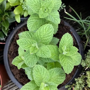Obuolines Metos - Apple Mint (0.1 gr) seminte menta cu aroma de mar Mentha suaveolens, Sekluva