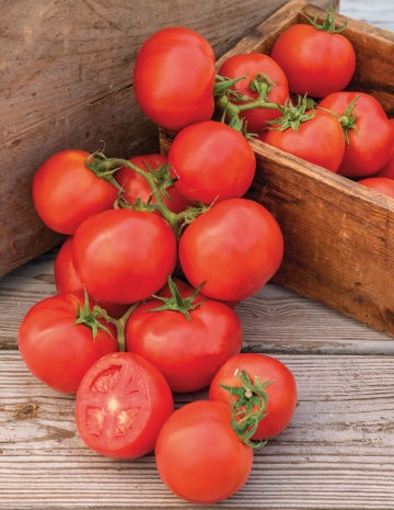Oh Happy Day F1 (6 seminte), tomate hibrid nedeterminat, rosii rotunde, foarte gustoase, GaraFarm - Img 3