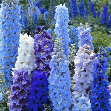 Pacific Delphinium (200 seminte) Nemtisori de gradina inalti, flori impresionante, mix de culori, Seklos - Img 5