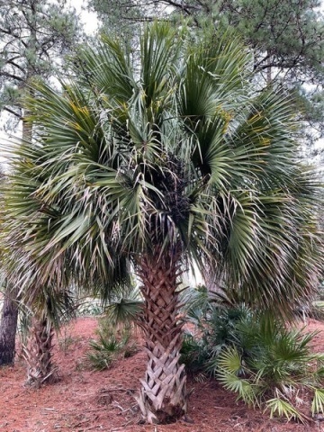 Palmier Sabal Palmetto (8 seminte) Palmetto Palm, palmier din Florida, frunze albastru-verzui, Saflax - Img 2