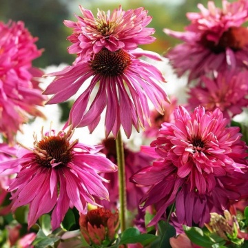 Paradiso Super-Duper (15 seminte) Echinacea perena, flori semi-batute roz, Seklos - Img 3