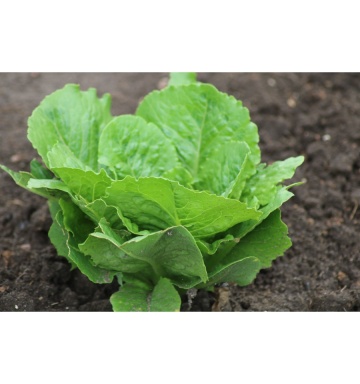 Parris Island Cos BIO (800 seminte) salata romana verde BIO, frunze suculente, Seklos - Img 4
