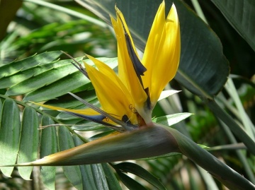 Pasarea Paradisului Galbena (4 seminte) Yellow Strelitzia Mandela's Gold - Strelitzia reginae Yellow, cea mai rara specie de Strelitzia, Saflax - Img 3