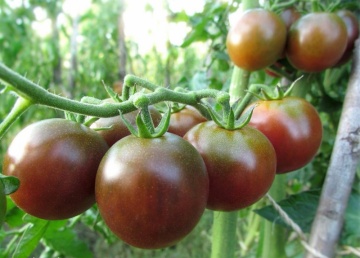 Paul Robson BIO (25 seminte) tomate cu pulpa groasa, gust dulce, colorate cu verde-violet, ReinSaat - Img 3