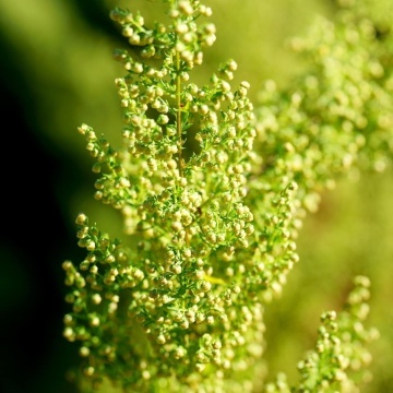 Pelinita, Pelin Dulce (250 seminte) Sweet Wormwood Qing Hao - Artemisia annua, planta medicinala antiseptica, antiparazitara, stimulent hepato-digestiv, Saflax - Img 1