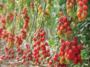 Pendragon F1 (100 seminte) tomate mini-prunisoare nedeterminate, rezistente la boli, foarte gustoase, Hazera - Img 2