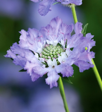 Perfecta Blue (2 gr) seminte Muscata Dracului Scabiosa flori perene albastre, duble, Seklos - Img 2