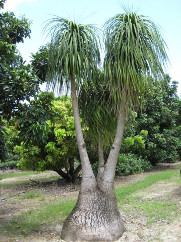 Picior de Elefant (10 seminte) Ponytail Palm - Beaucarnea recurvata, trunchi ingrosat, frunze verzi delicate, Saflax - Img 5