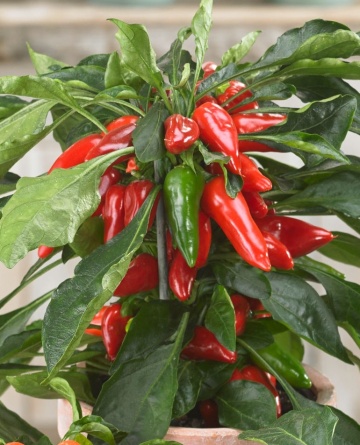 Pillar Peppers F1 - Galaxy Red (12 seminte) ardei iute pentru ghivece, foarte productiv, iuteala medie, Raci