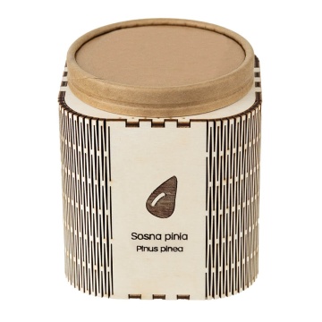 Pin Mediteranean (1 set pentru plantat) seminte Pinus pinea, ideal pentru bonsai, Toraf - Img 3