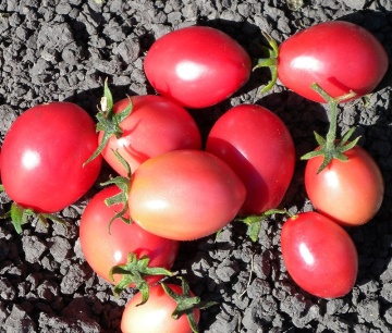 Pink Thai Egg (30 seminte) tomate roz in forma de ou tip Cherry, mari Seklos - Img 3