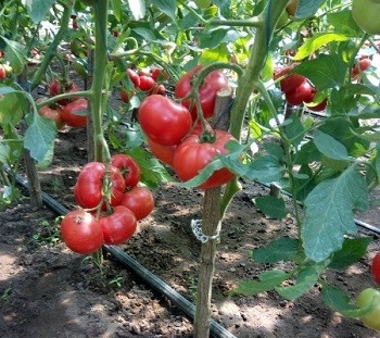 Pink Treat F1 (500 seminte) rosii roz timpurii nedeterminate, fructe cu gust traditional, Takii Seeds